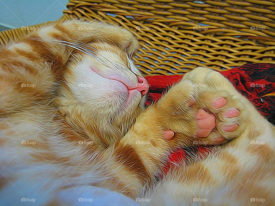 Nap Time. Kitten really enjoying a nap at the shelter 