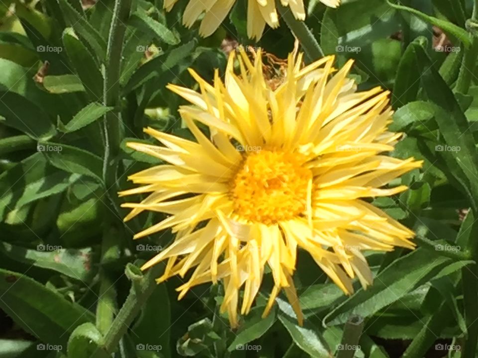 Nature flower up close