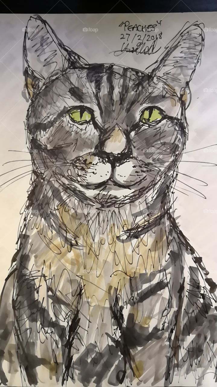 Cat sketch