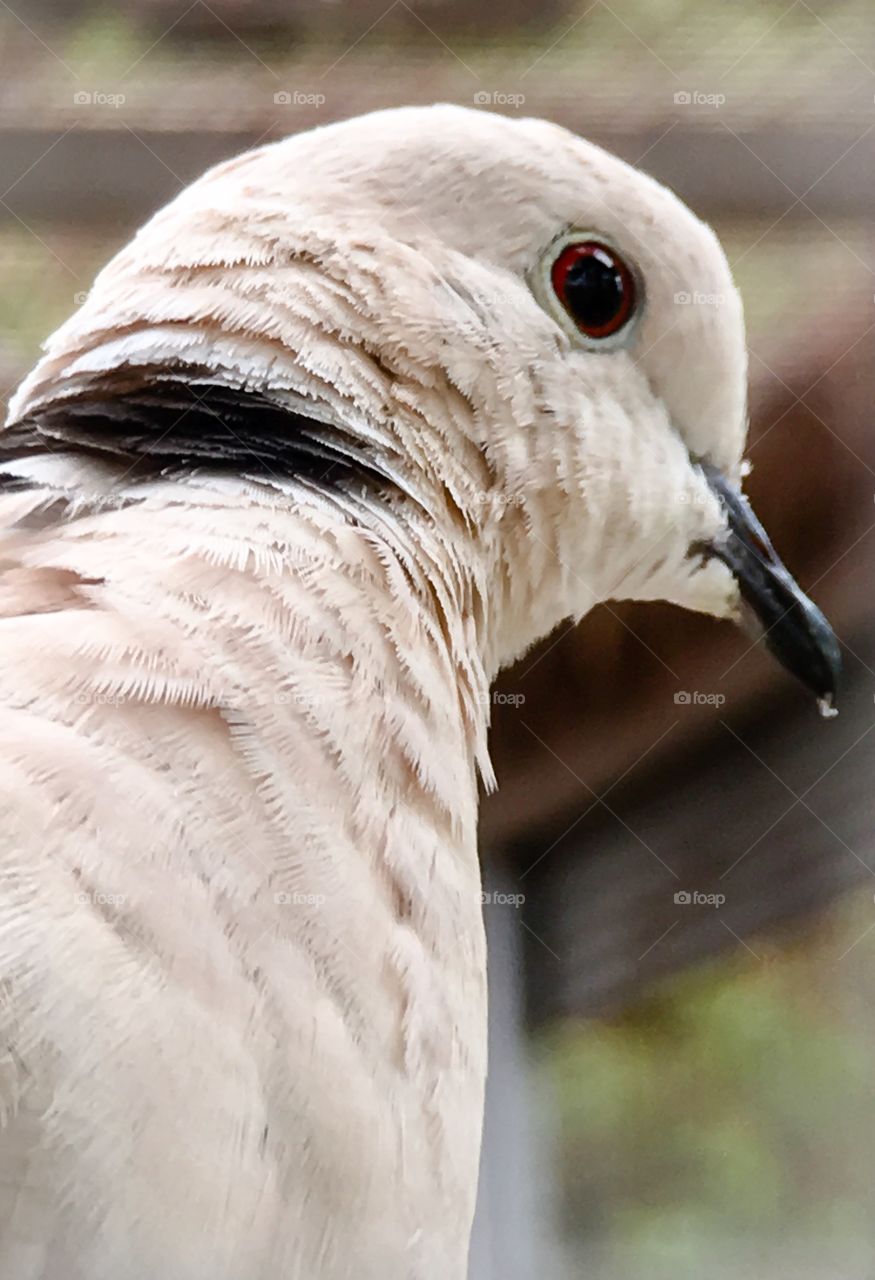 Side profile shot ring necked white dove closeup