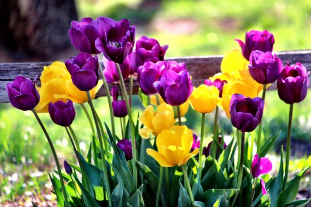 Purple and Yellow Tulips
