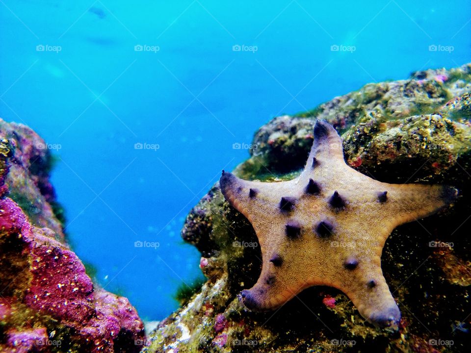 starfish beauty