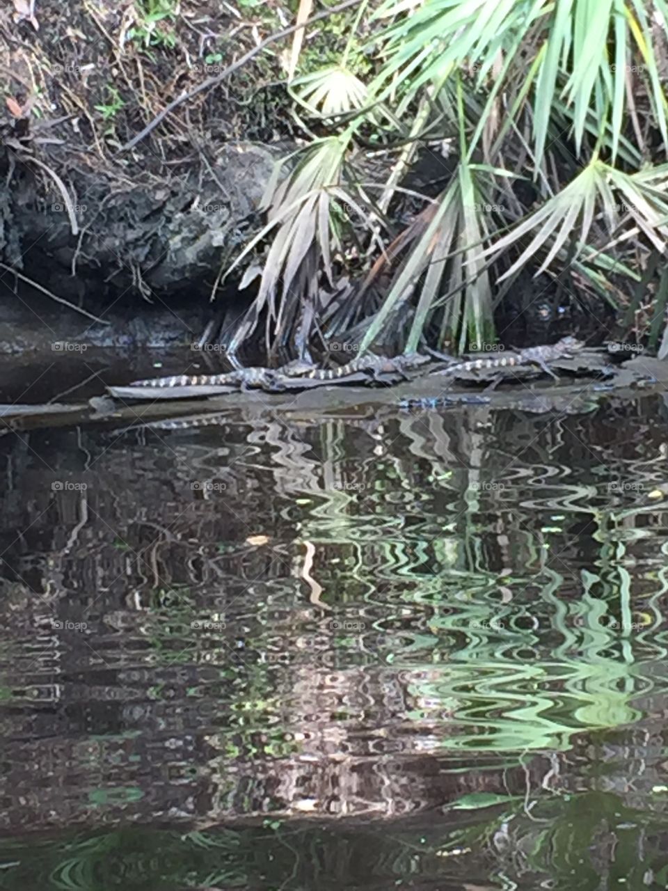Alligator babies sunning