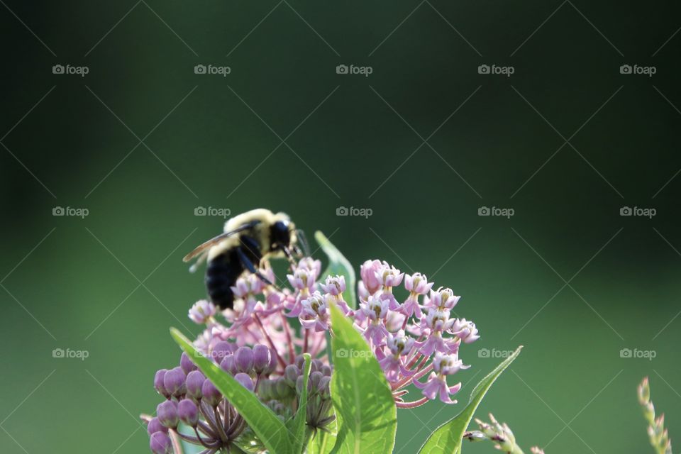 Bee and flower 