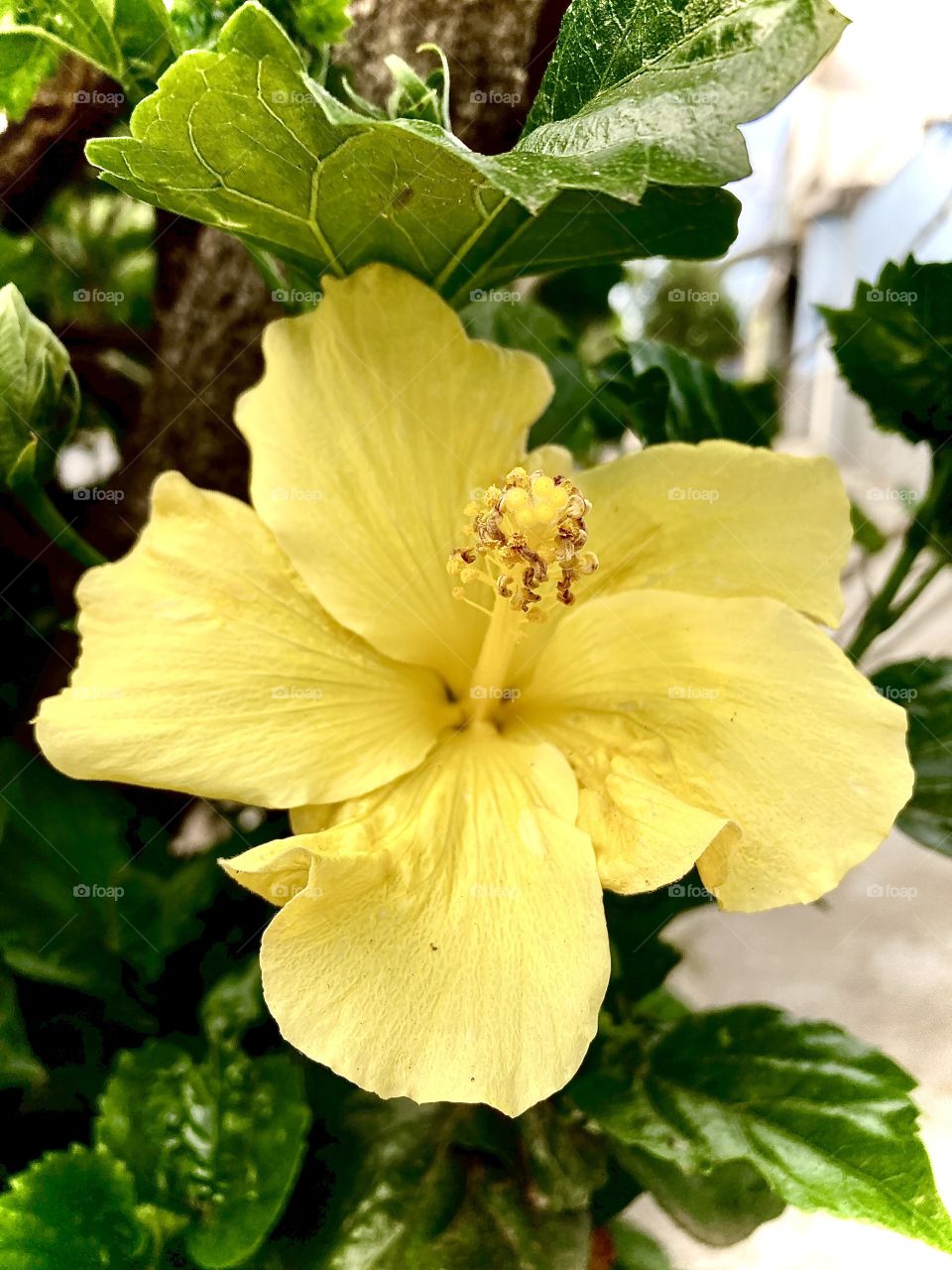 🌹 🇺🇸 Very beautiful flowers to brighten our day.  Live nature and its beauty. Did you like the delicate petals? / 🇧🇷 Flores muito bonitas para alegrar nosso dia. Viva a natureza e sua beleza. Gostaram das pétalas delicadas? 