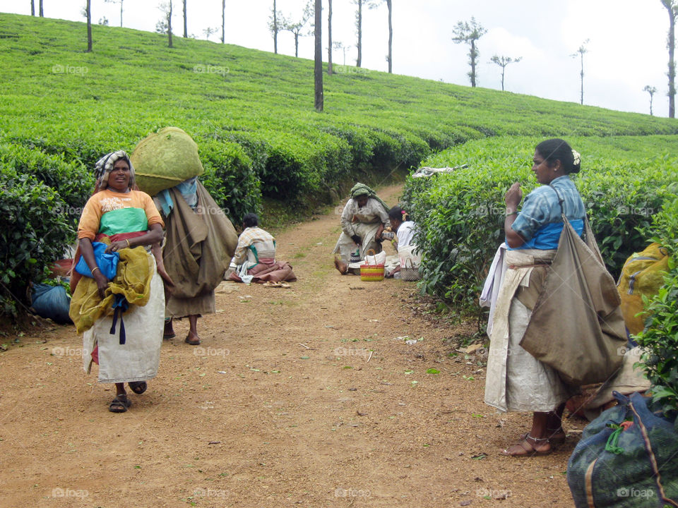 lunch break at teaplantion workers