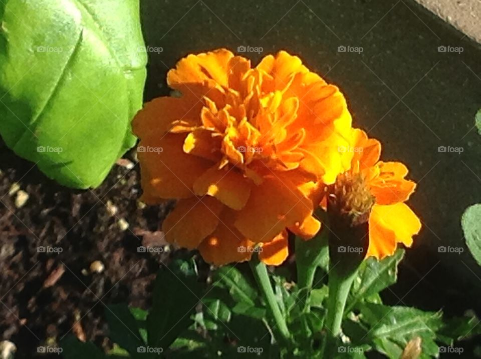 A closeup of a marigold.