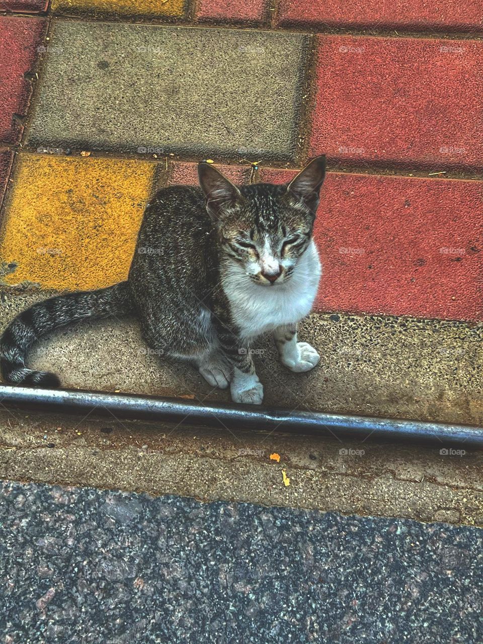 Angry cat guarding the entry