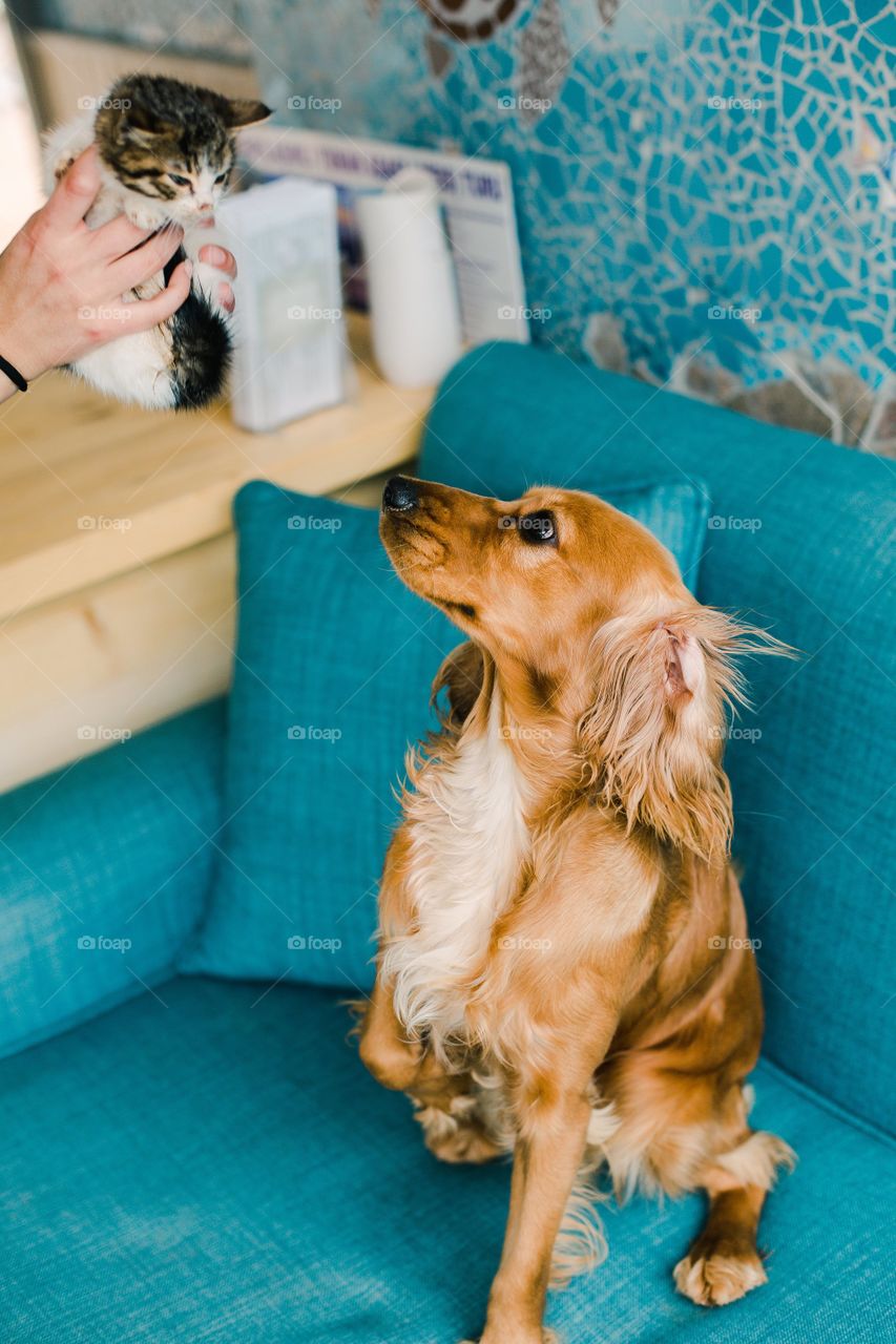 Brown Dog Looks Up To Small Kitten In A Persons Hands