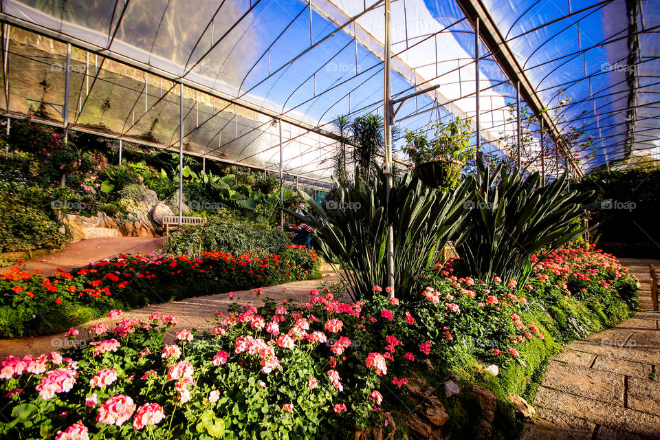 greenhouse flora. greenhouse flora garden