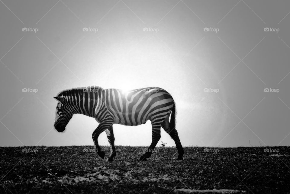 Zebra White and Black. Zebra in black and white