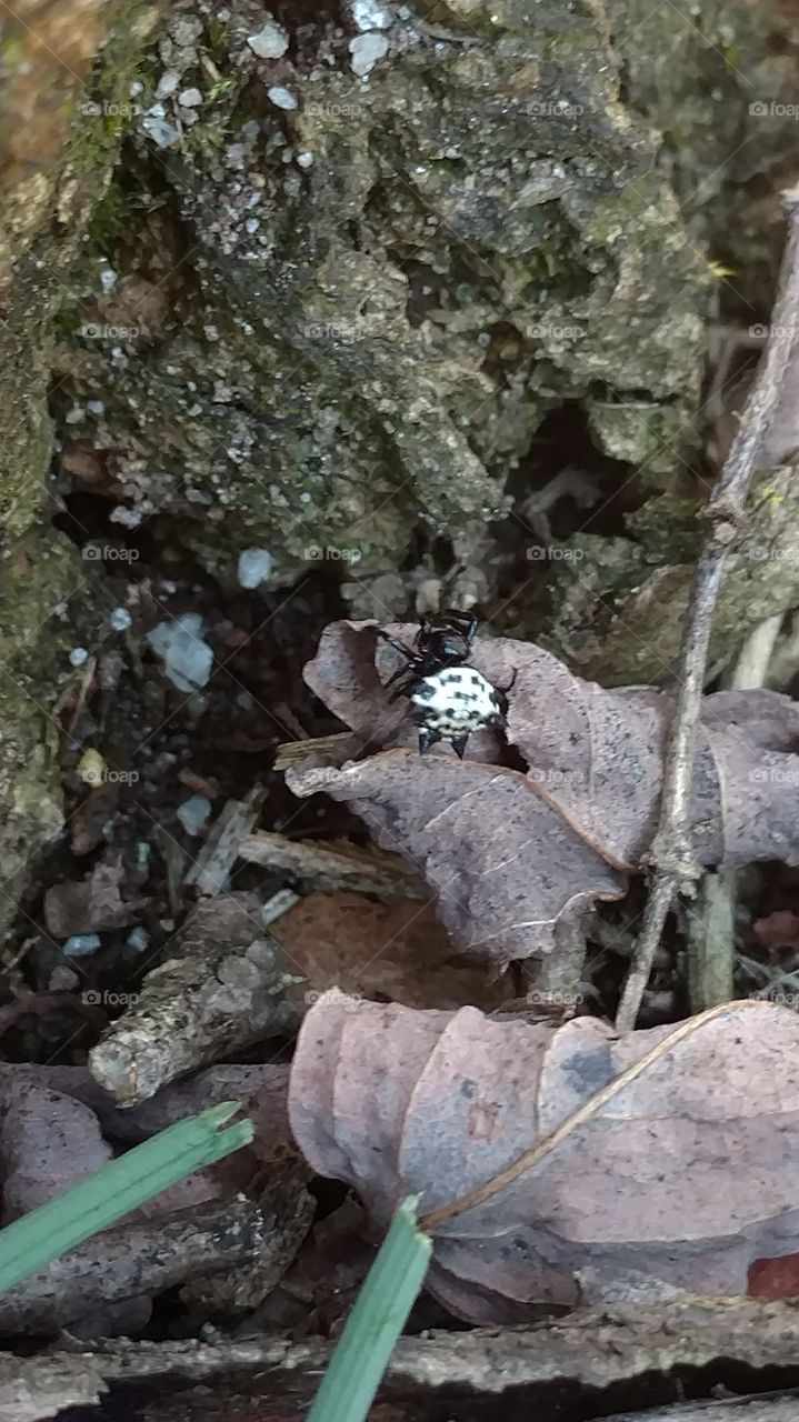 Nature, No Person, Outdoors, Wood, Stone