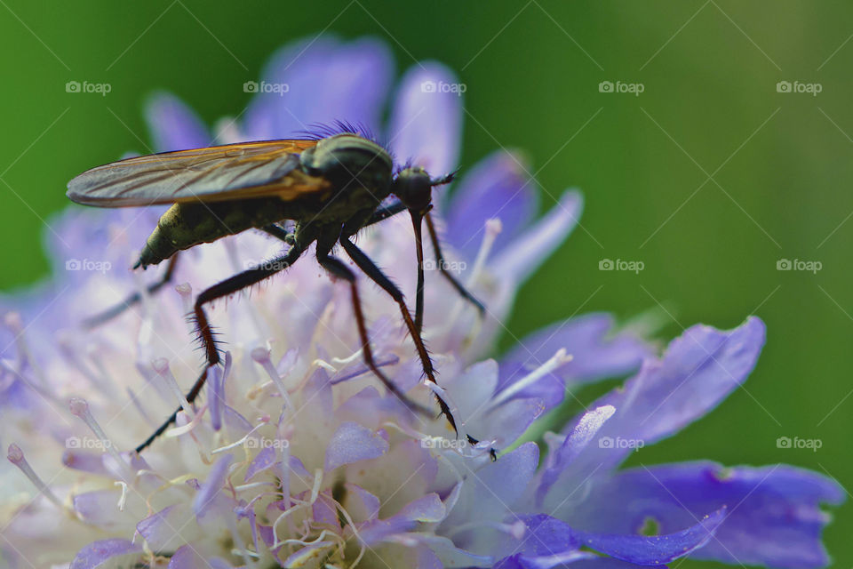 Fly Feeding From Flower