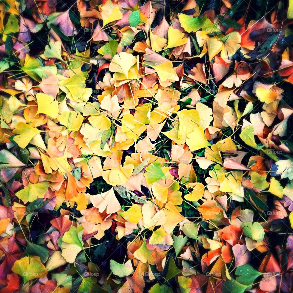 Ginkgo Leaves