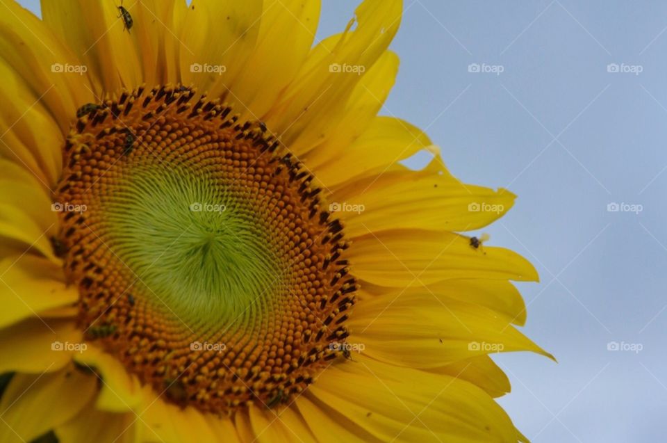 Sunflower on a cloudy day 