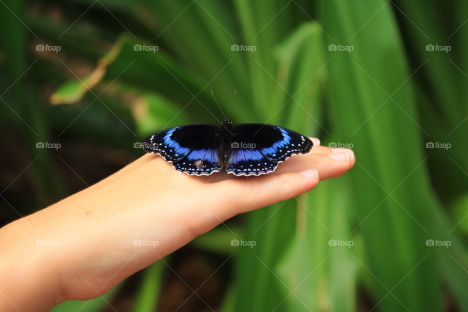 sydney wildlife world nature butterfly hand by kar1981