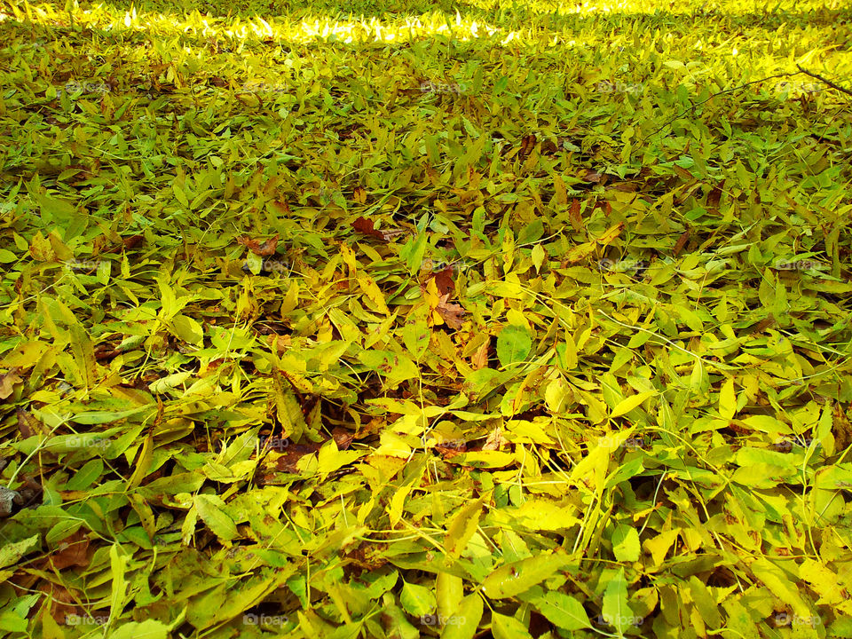 leaf carpet. I go in the forest to see how autumn change it