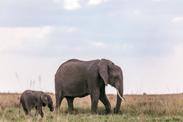 Animals 