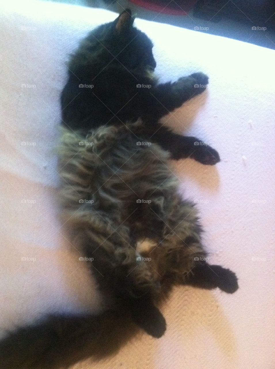 Fluffy black kitty belly