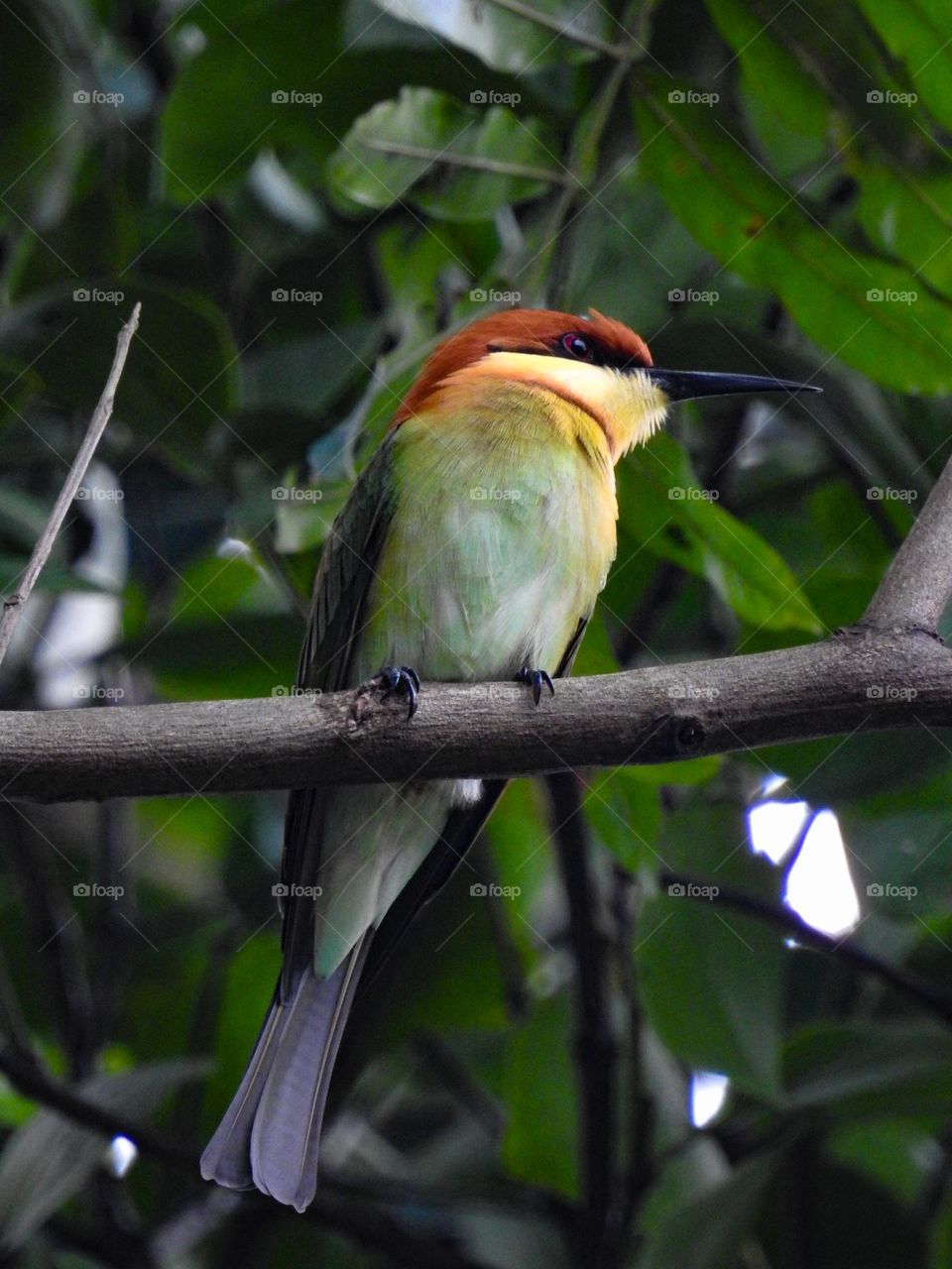 bee-eater