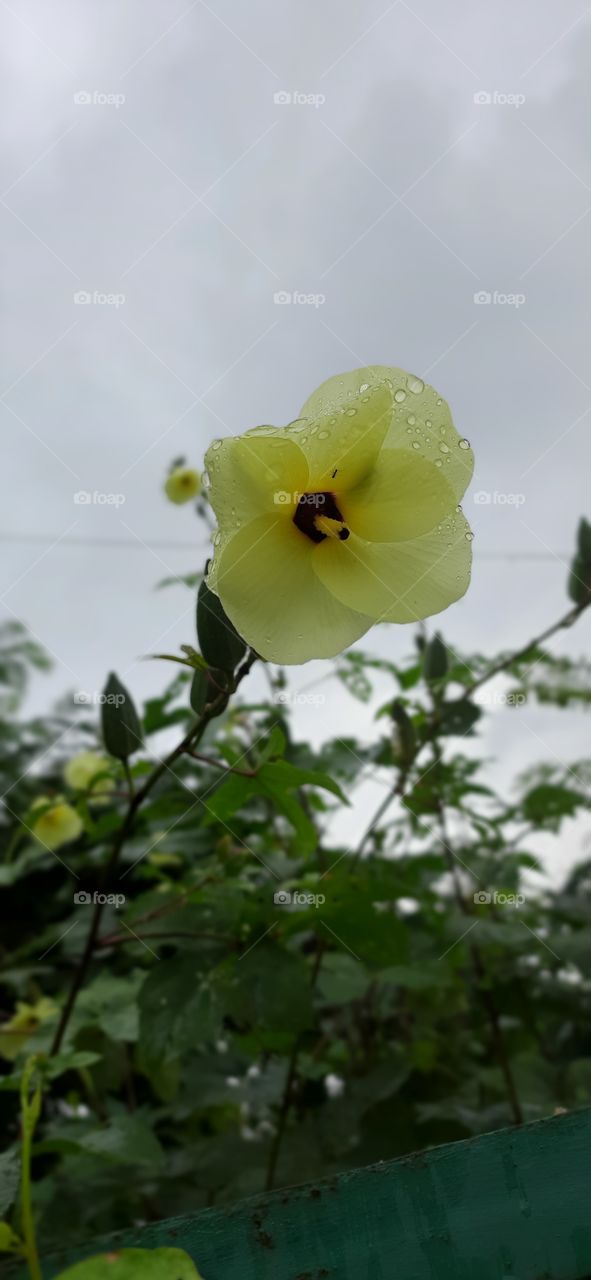 Beautiful Flower#Rainy days