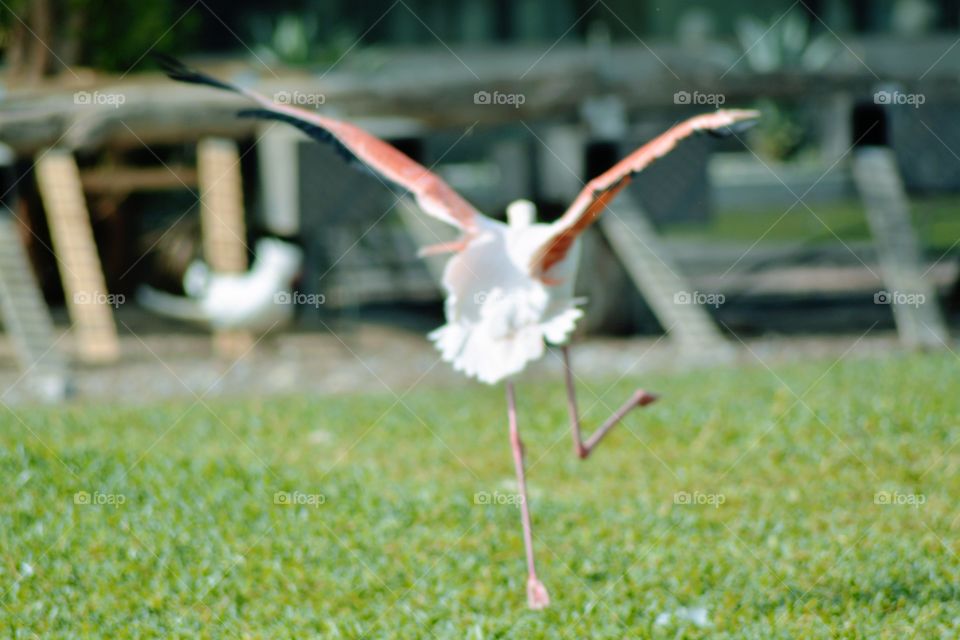 See a flamingo dancing?