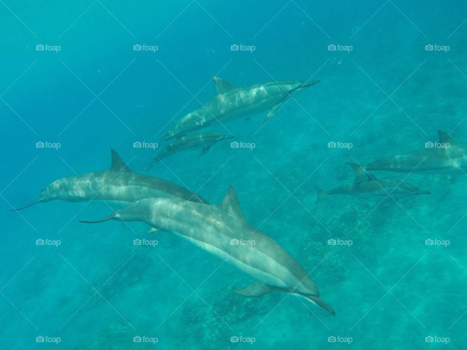 Spinner Dolphins in Hawaii