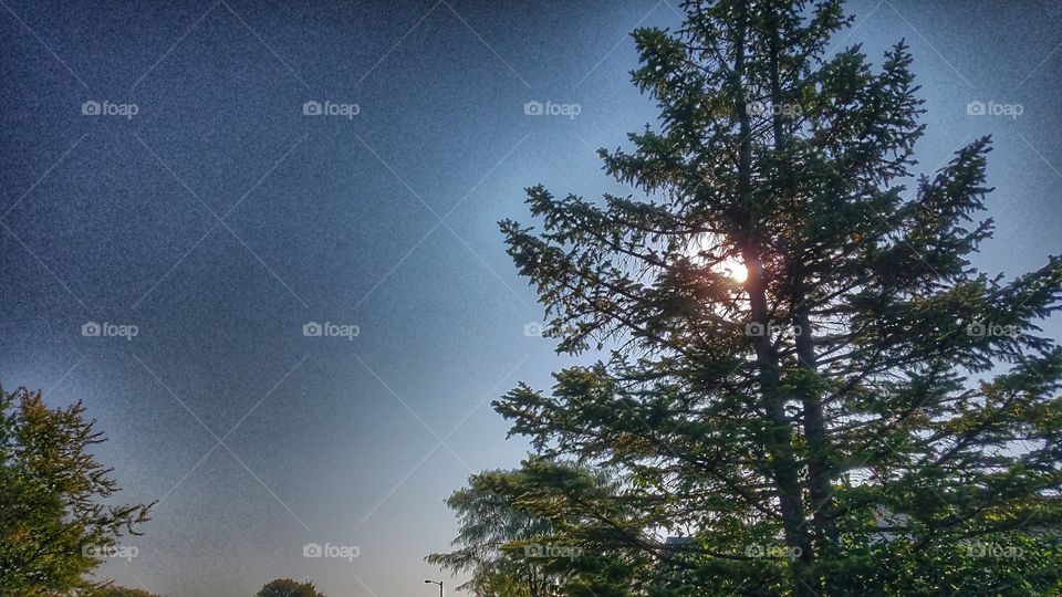 No Person, Tree, Nature, Sun, Outdoors