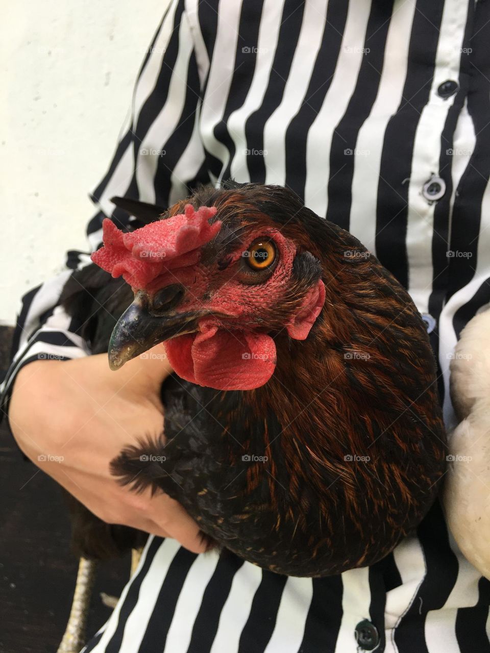 Hen