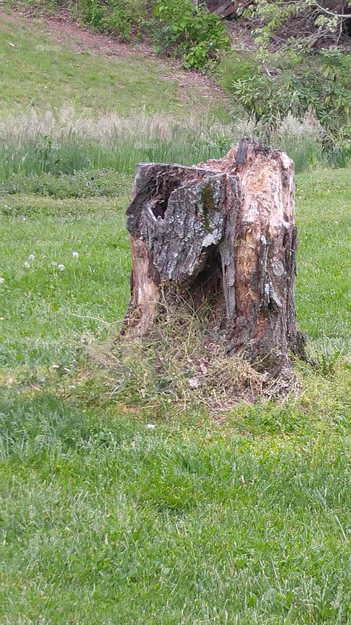 Happy Stump
