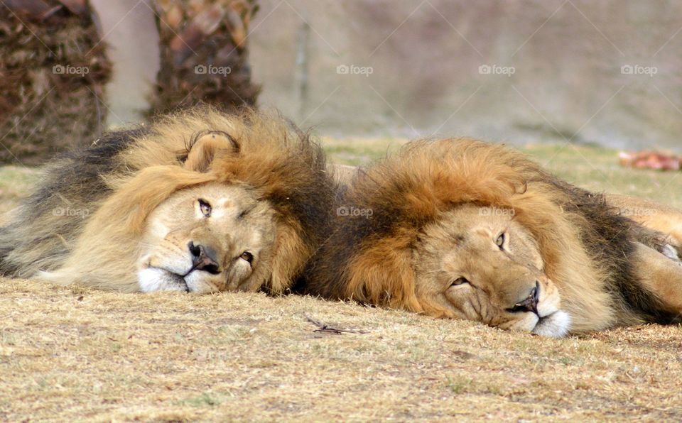 lions