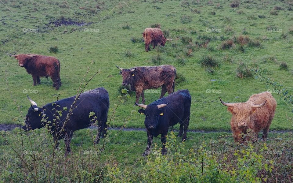 cow rind schottisches Hochland highland kuh