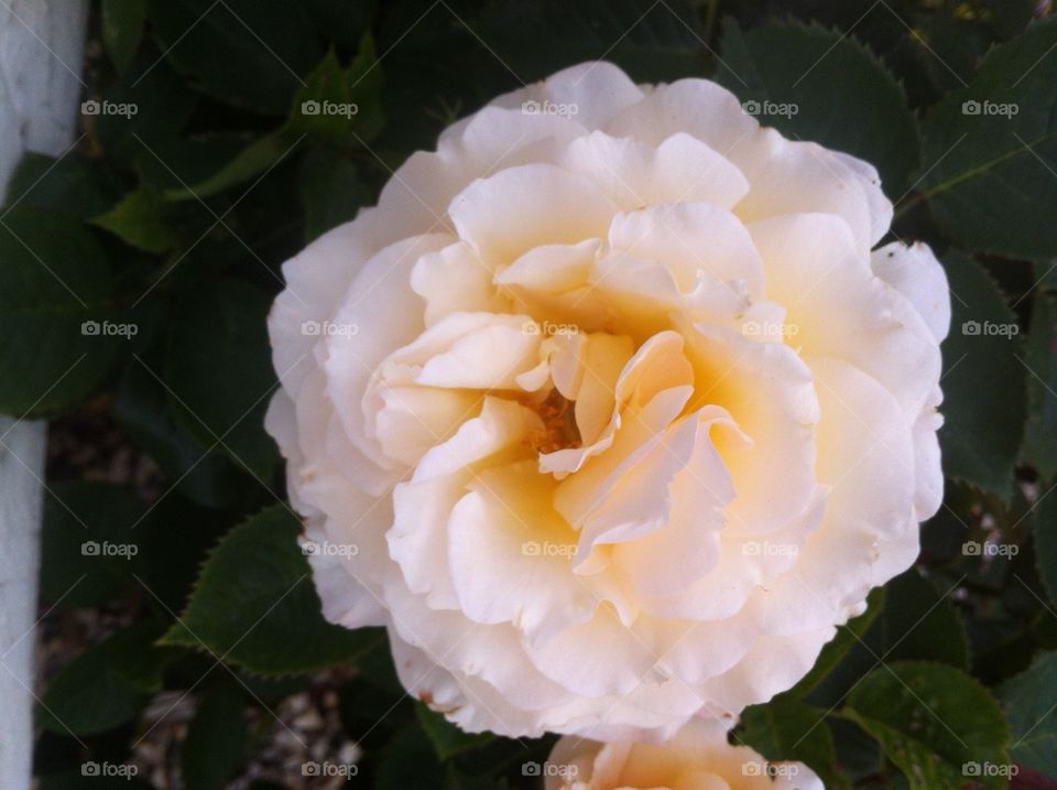 Cream coloured rose. Beautiful rose took very close.