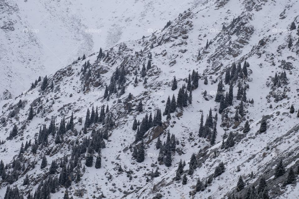 Beautiful scene of snow mountain and pine forest scape along the way to Big Almaty lake in Kazakhstan