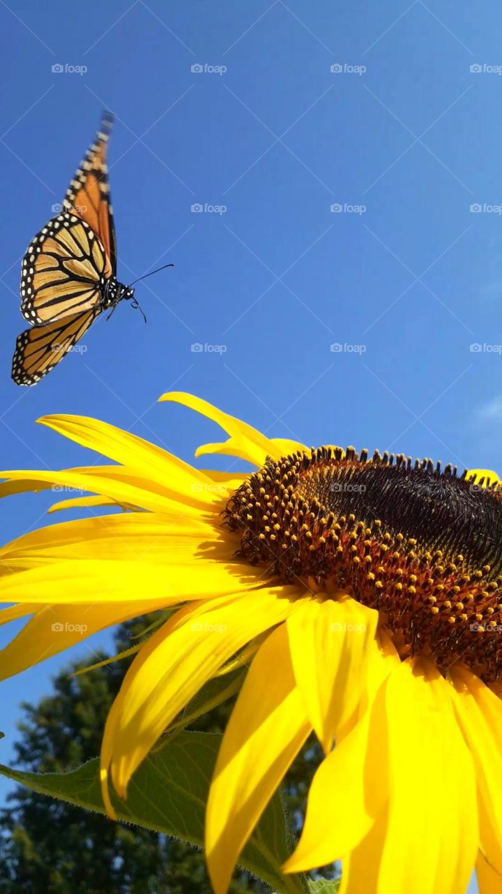 Monarch and Sunflower