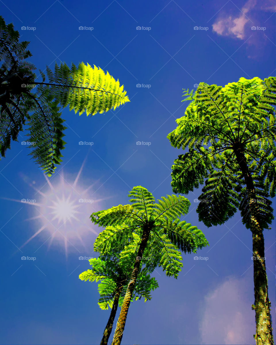 Ferns In The Burning Sun