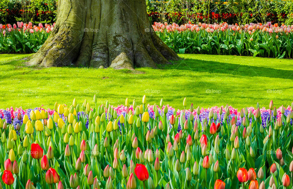 Tulip flowers in summer