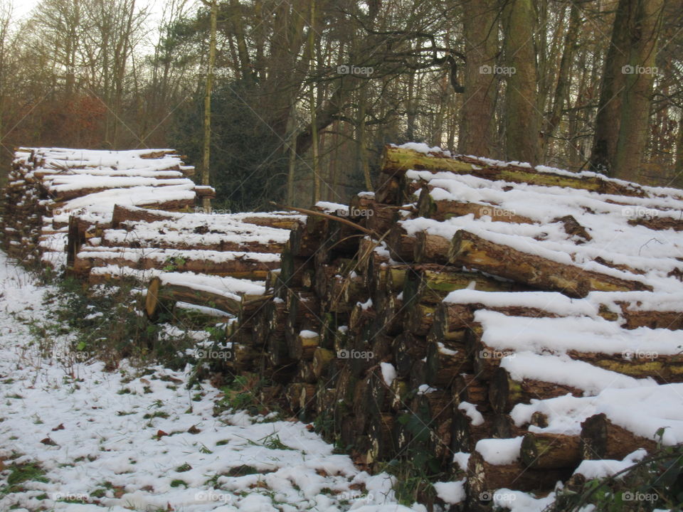 Winter, Snow, Tree, Cold, Wood