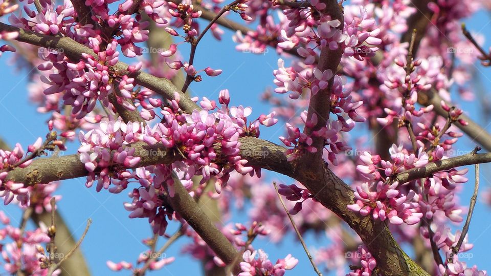 Pink bud on cherry tree