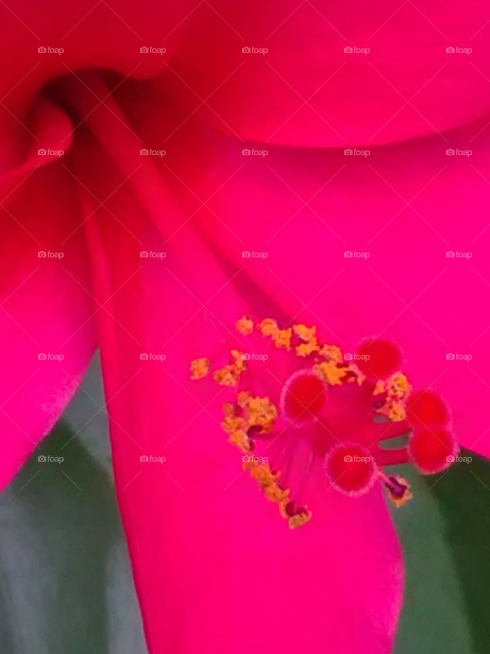 Inside the beautiful flower, pollen grains, which are used to attract.