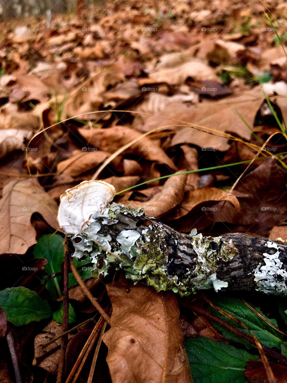 Wild fungi on fallen branch among dead leaves 