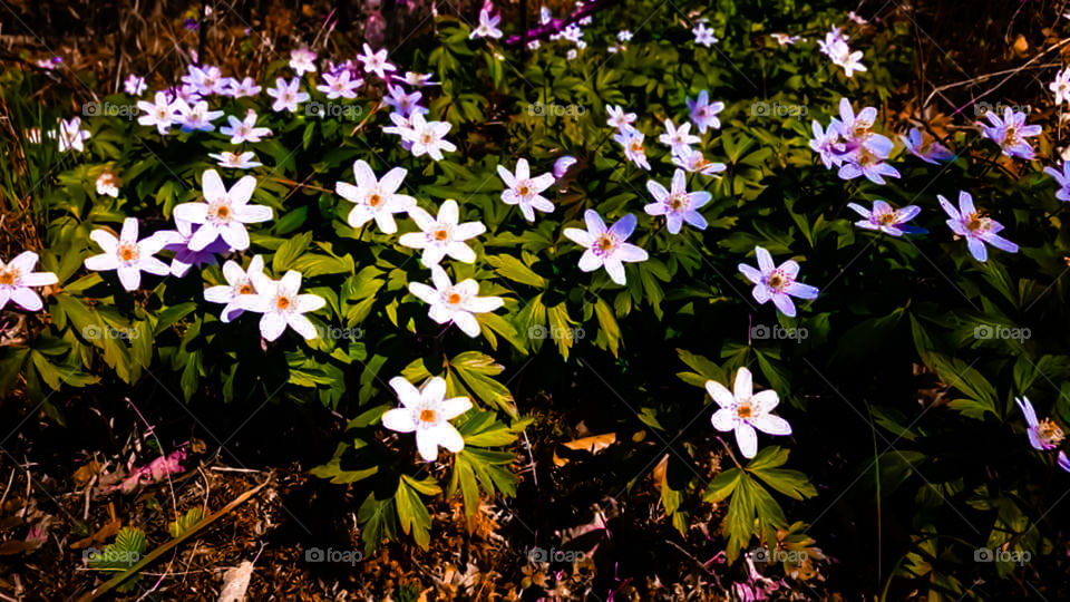 flowers