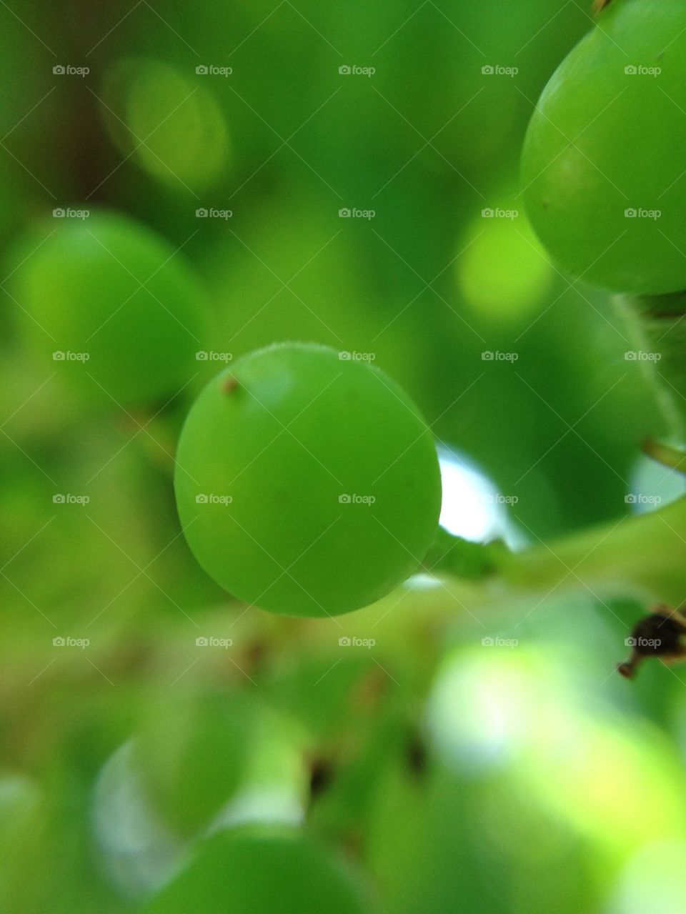 Green grape