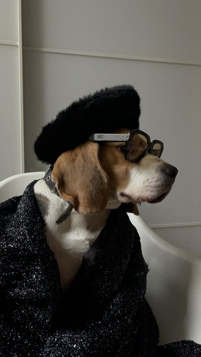 Beagle dog