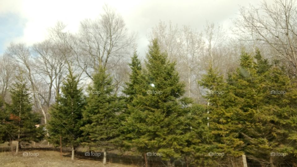 Tree, Nature, Landscape, Wood, Outdoors