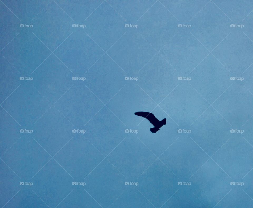 Seagull and sky 2, Long Beach, WA