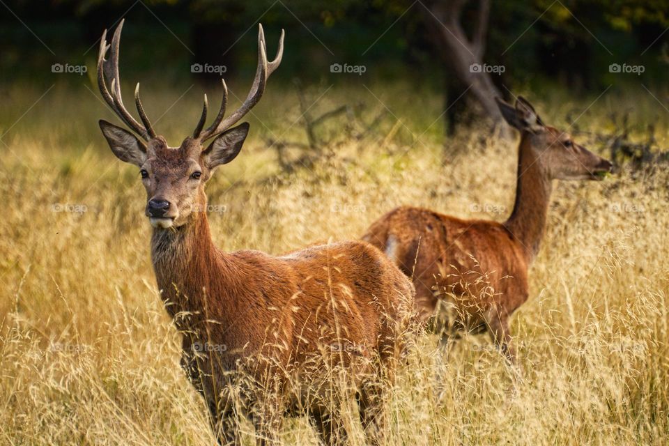 Beautiful brown colour deer