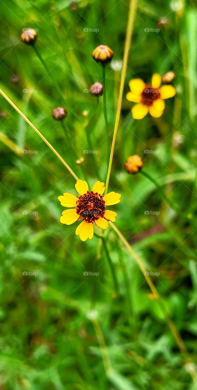 Beautiful Texas wildflowers in spring bloom