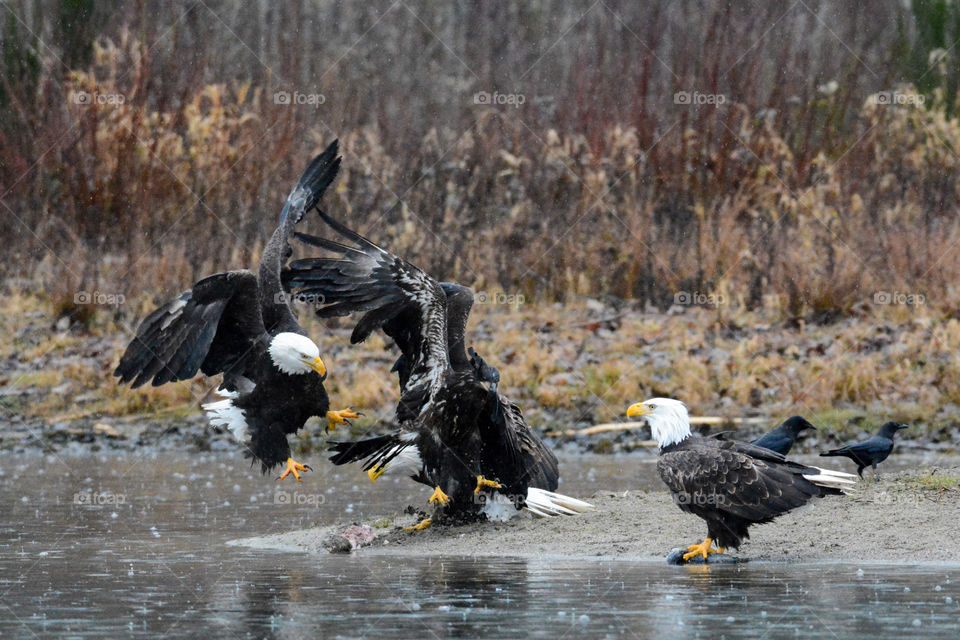 Eagles fighting over fish