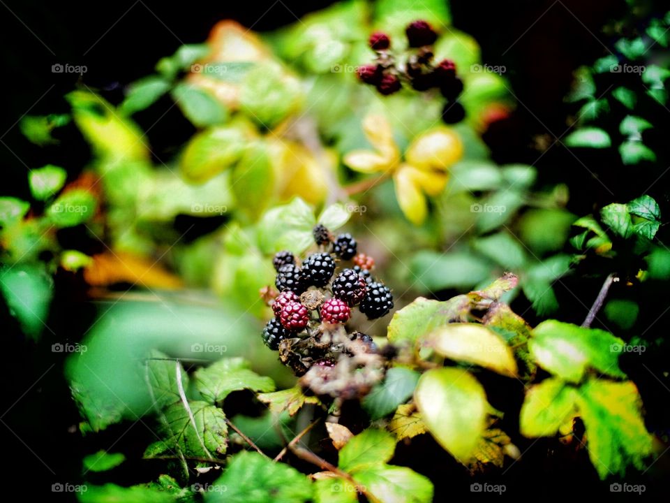 Blackberry. Blackberries 